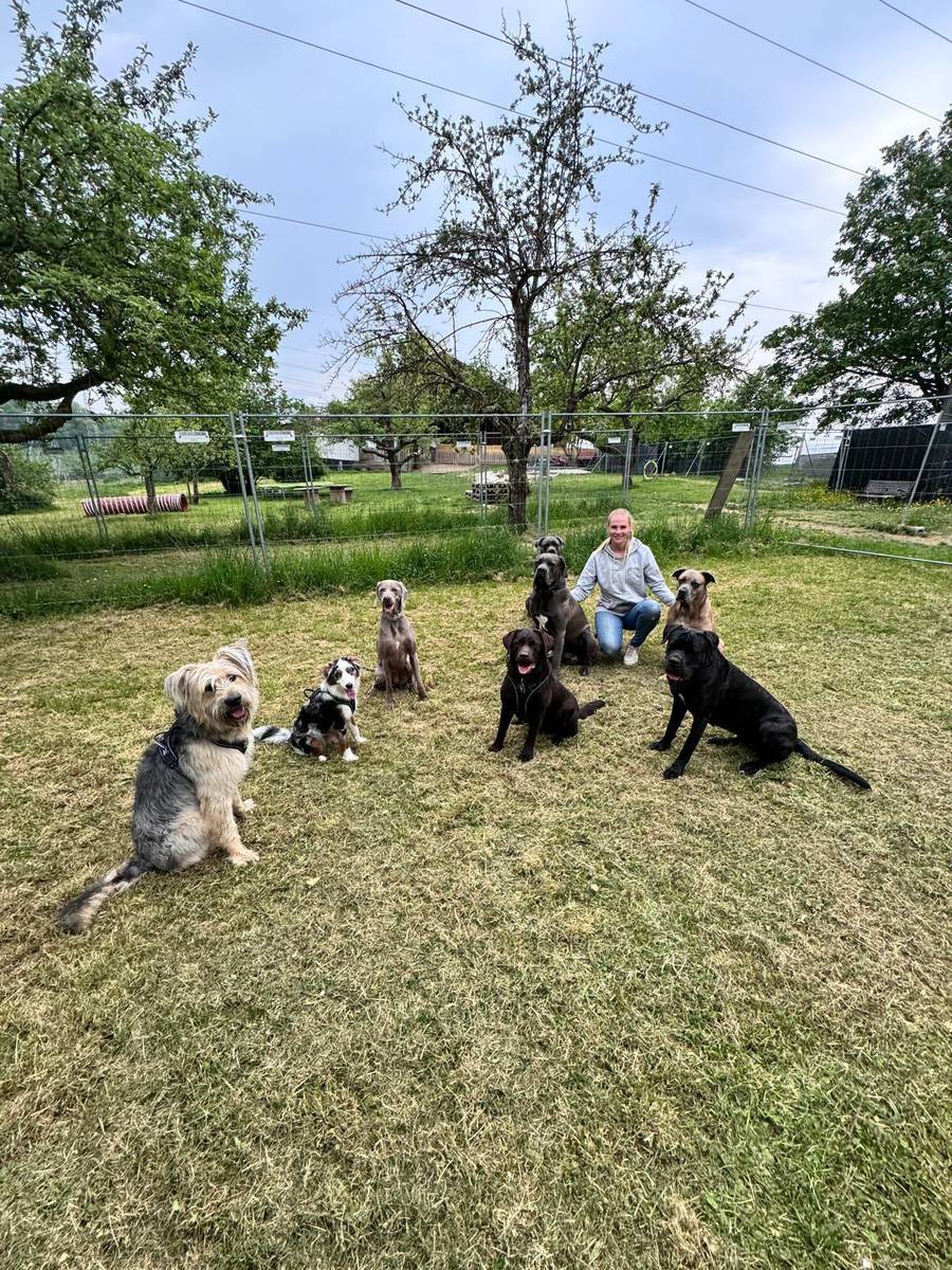 Hundegruppe sitzt mit Samantha auf der Wiese im eingezäunten Auslauf