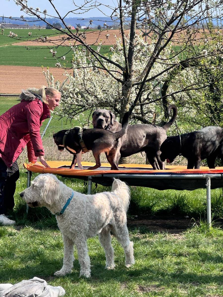 Hunde auf einem Trampolin unter blühenden Obstbäumen