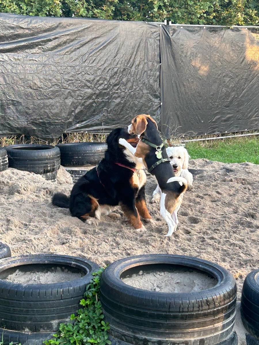 Zwei Hunde spielen im Sandbereich