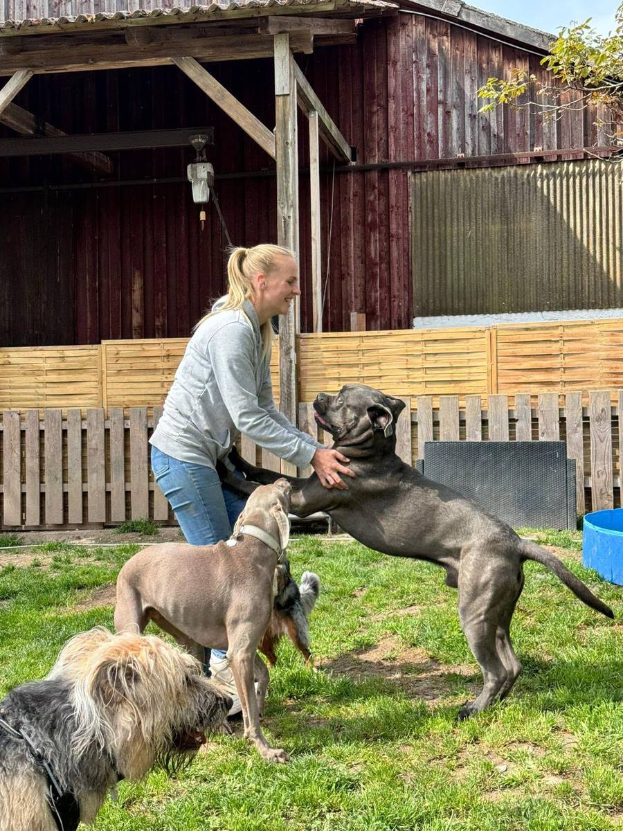 Samantha begrüßt einen Cane Corso auf dem Gelände
