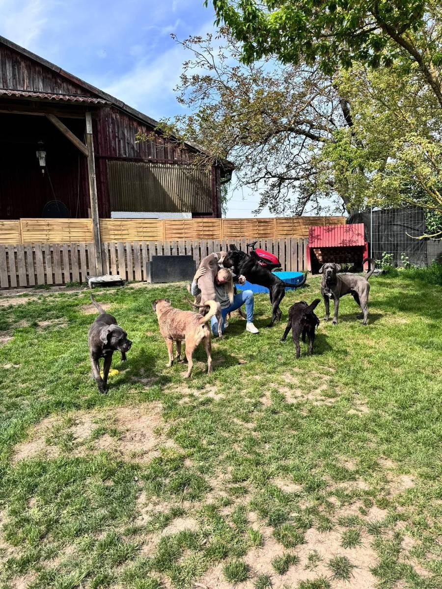 Mehrere Hunde spielen vor der Scheune auf dem Gelände