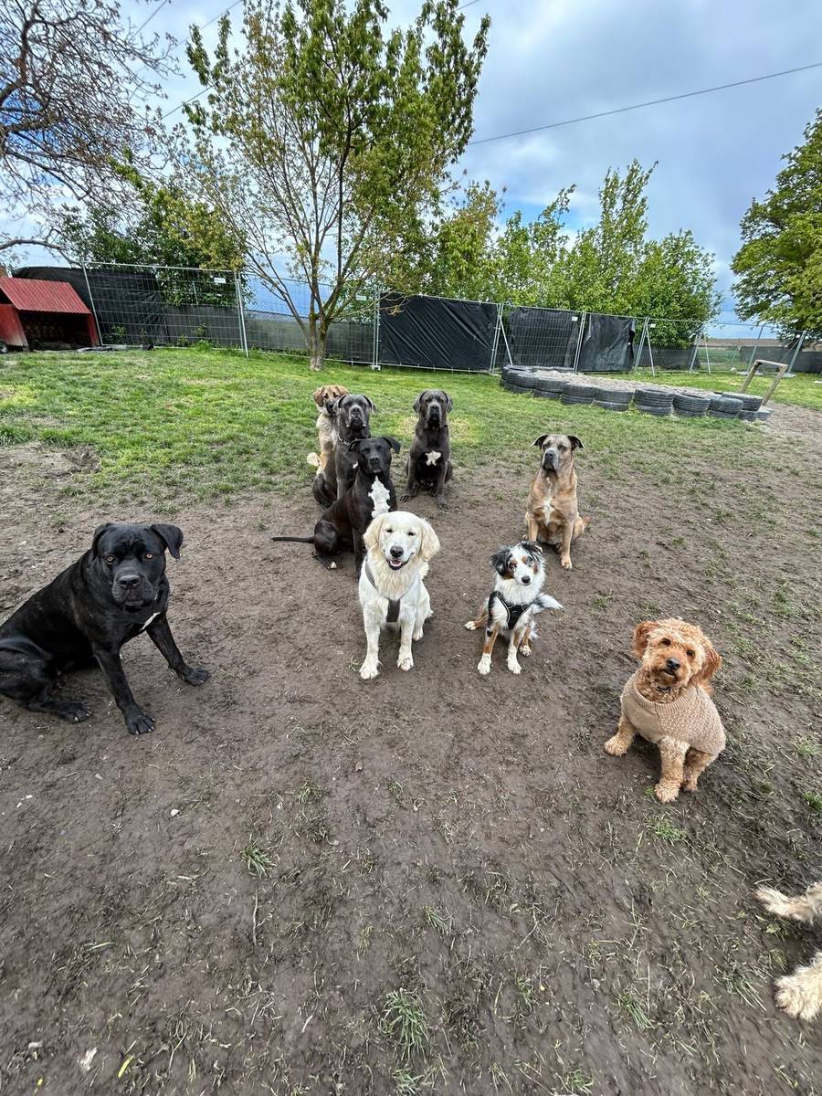 Bunte Hundegruppe steht aufmerksam im Auslauf