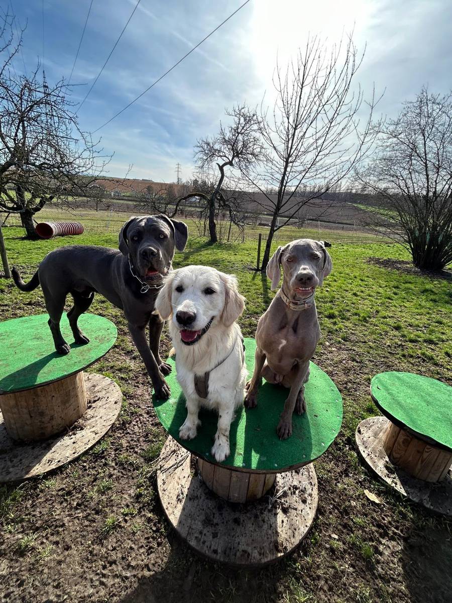 Drei Hunde auf grünen Podesten im Obstgarten