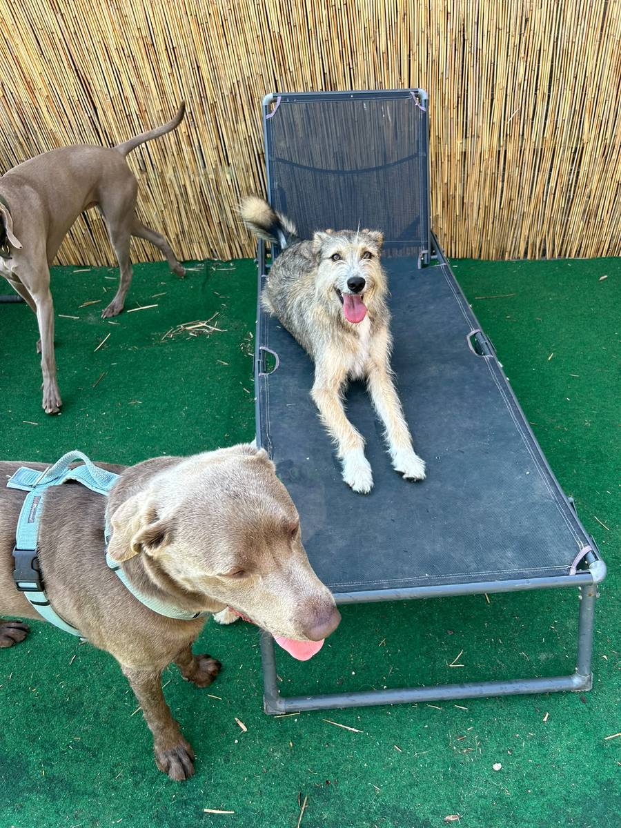 Hund entspannt auf einer erhöhten Hundeliege