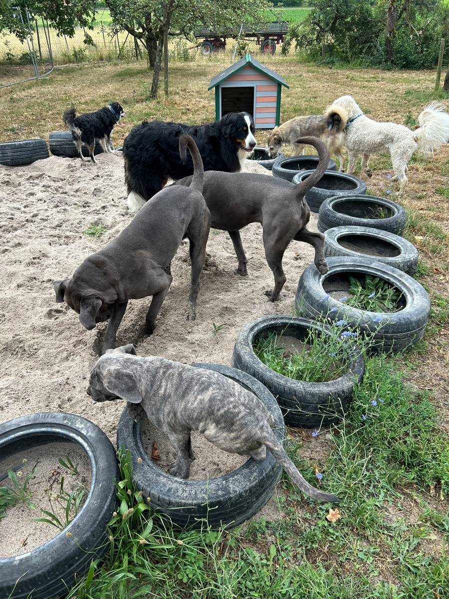 Hundegruppe spielt an Hundehütte und Reifen im Sandbereich