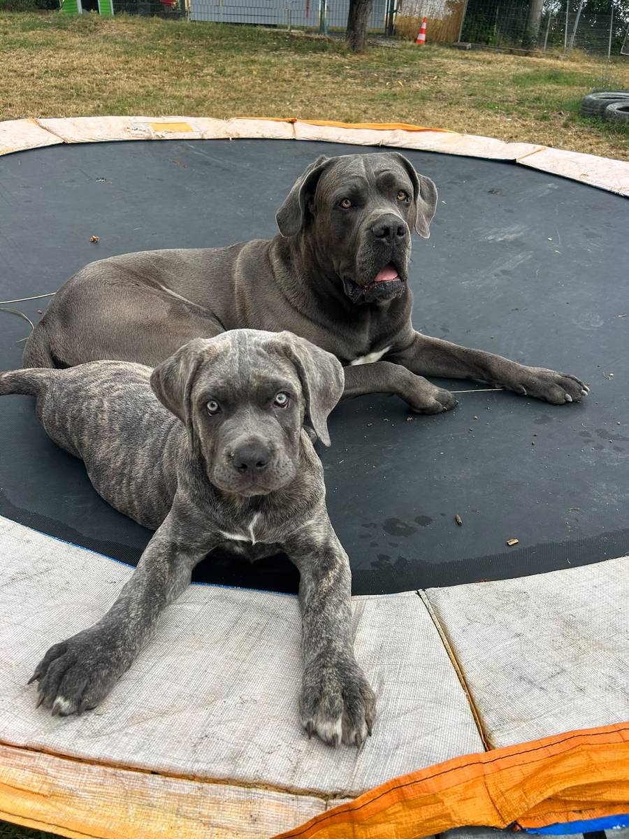 Cane Corso mit Welpe entspannen gemeinsam auf dem Trampolin