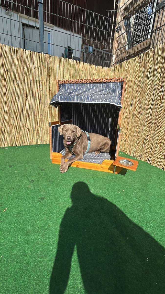 Hund ruht entspannt in einer Hundehütte auf dem Kunstrasen