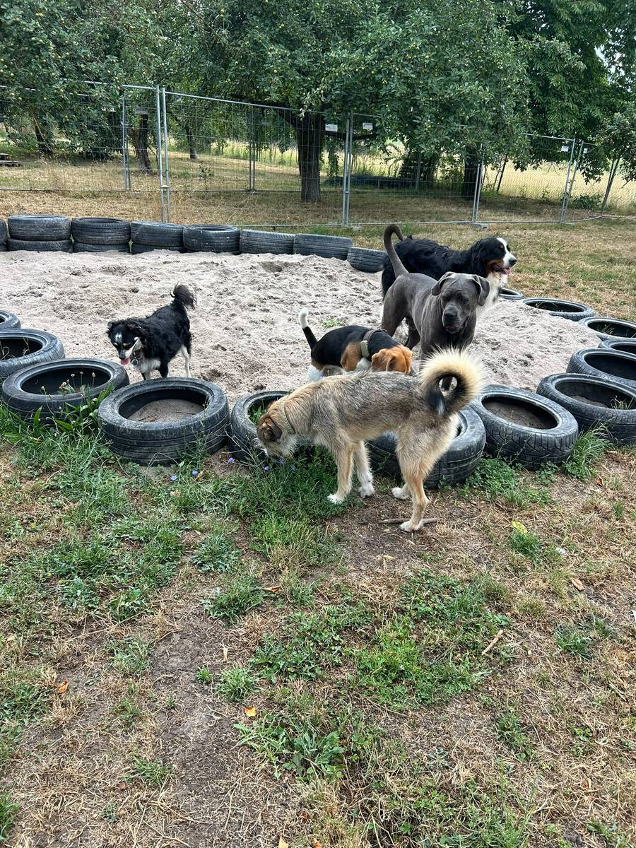 Hunde toben im Sandbereich mit Reifen