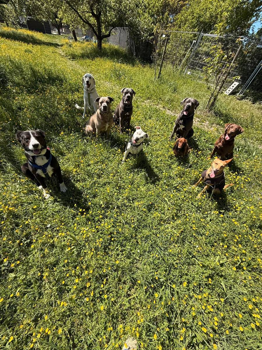 Hundegruppe rennt durch die Blumenwiese