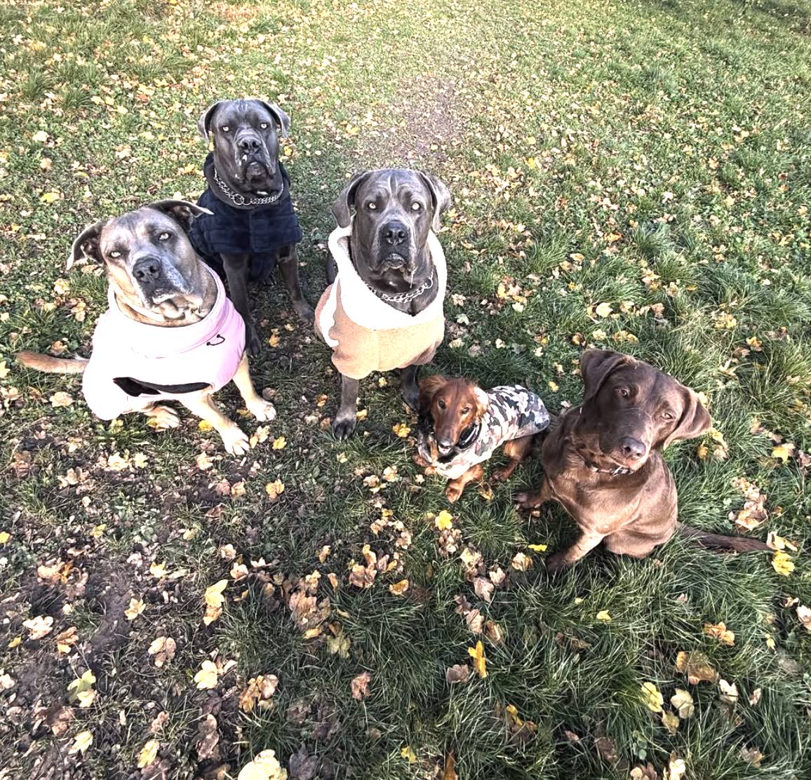 Gruppe von Hunden auf der herbstlichen Wiese