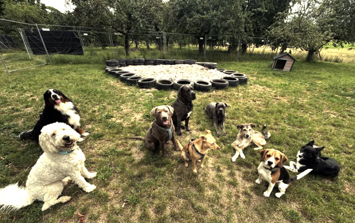 Große Hundegruppe entspannt gemeinsam auf dem Auslaufgelände
